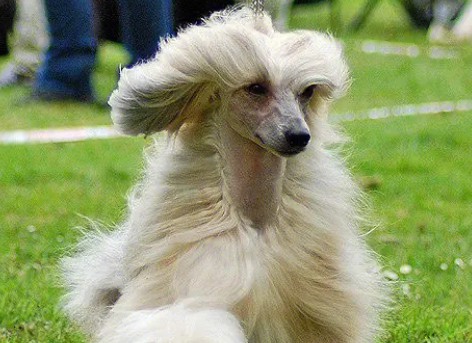 冠毛犬皮肤病怎么治？治疗方法如下。