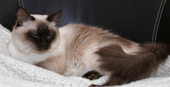 巴厘猫怎么看是否纯种?各位铲屎官别错过 巴厘猫怎么看是否纯种?各位铲屎官别错过