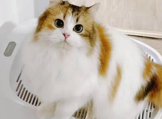 猫咪为什么朝你叫个不停呢 猫咪为什么朝你叫个不停呢