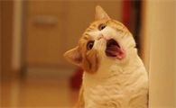 猫咪为什么没抵抗性抗体呢怎么回事