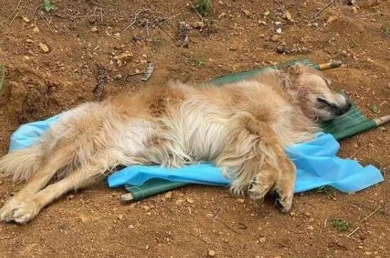 宠物狗狗为什么会死亡 宠物狗狗为什么会死亡