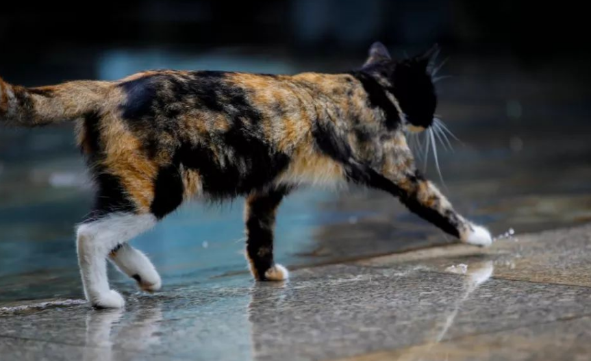 猫咪为什么怕踩水的原因