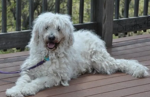 一文告诉你,可蒙犬得了犬瘟怎么办? 一文告诉你,可蒙犬得了犬瘟怎么办?