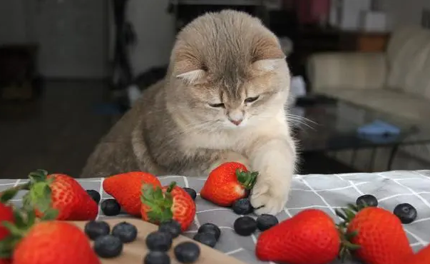 猫咪和狗吃草莓会怎么样