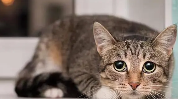 澳将对猫实行宵禁 澳将对猫实行宵禁