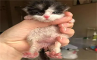 小奶猫怎么分辨公母图解