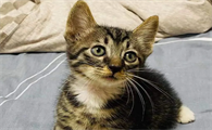 狸花猫千万不能养