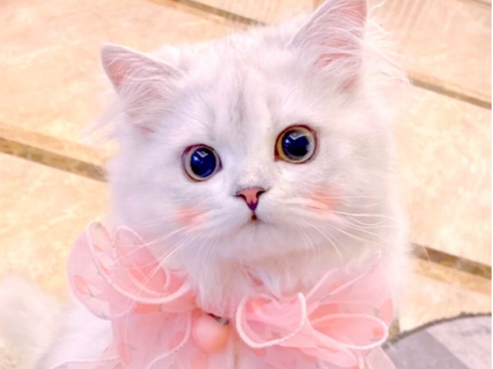 猫咪ck值高是为什么