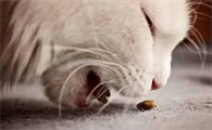 猫咪喂了狗粮为什么吐了很多