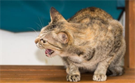 专门吓猫的声音