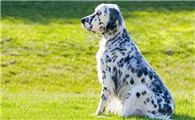 英格兰雪达犬毛发怎么修剪？这些步骤要明白