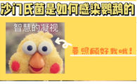 鹦鹉小课堂丨沙门氏菌是如何感染鹦鹉的?