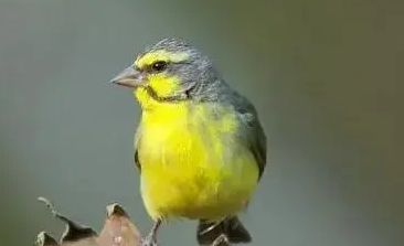 吉达鸟会繁殖吗?饲主来看看吧 吉达鸟会繁殖吗?饲主来看看吧