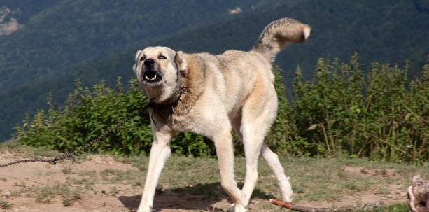 今日科普：安纳托利亚牧羊犬绝育好不好？