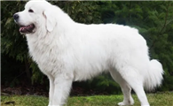 为什么很少人养大白熊犬？你有没有了解呢？