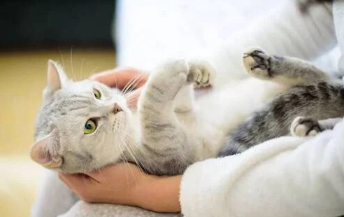 猫咪为什么要自由活动