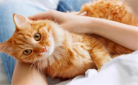 新手养猫需要准备什么东西