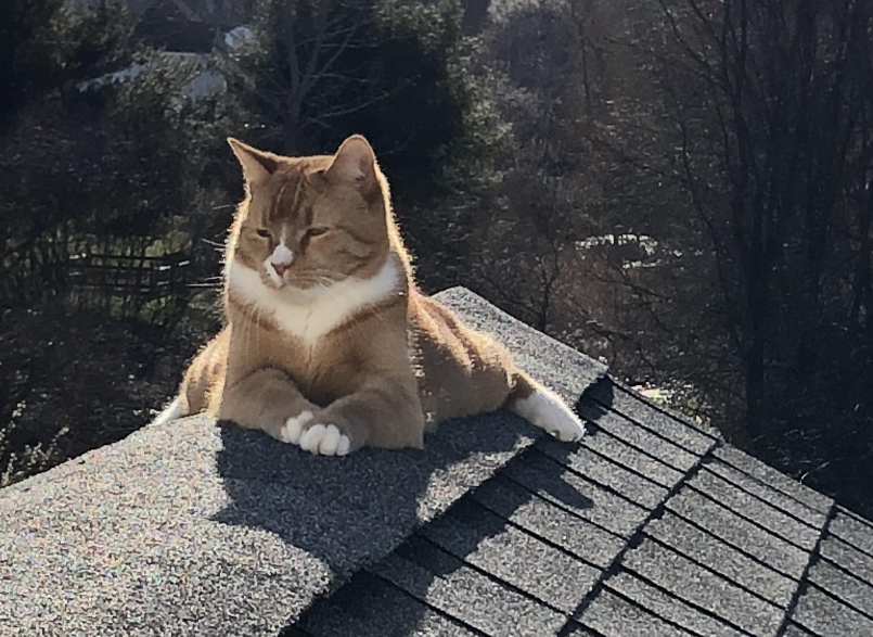 猫为什么爬得高低