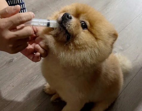狗肠胃炎吃庆大霉素多久见效 狗肠胃炎吃庆大霉素多久见效