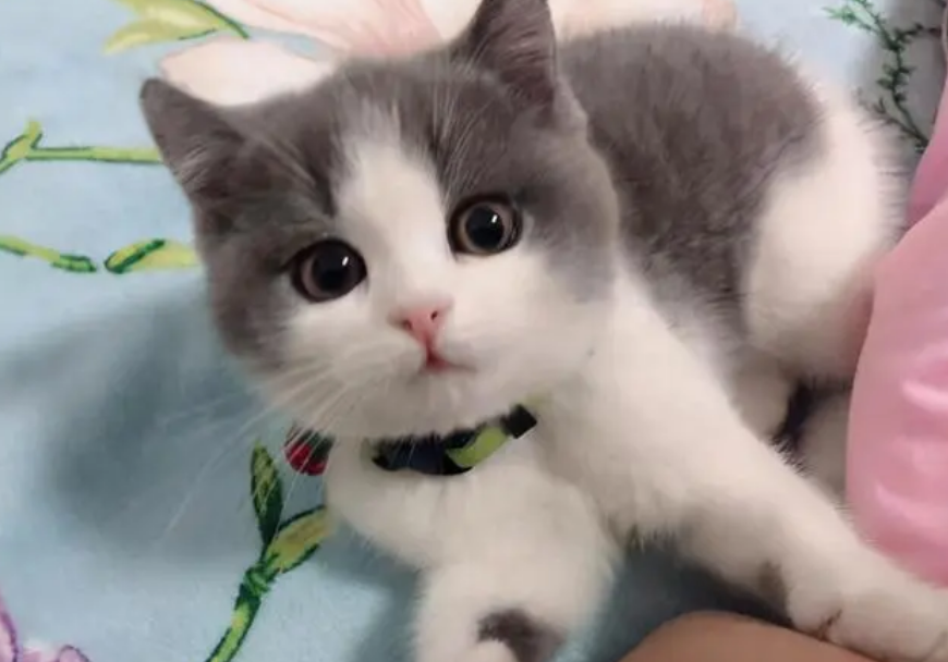 猫咪冬天为什么在床上撒尿呢