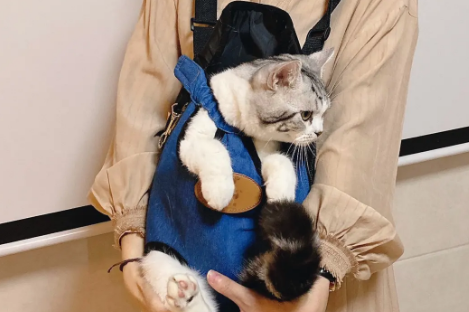 猫包是什么 猫包是什么