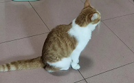 猫喜欢蹲着是什么原因引起的