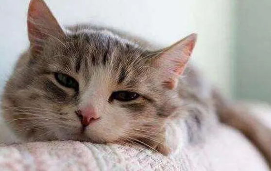 猫咪可以进行膀胱冲洗吗 猫咪可以进行膀胱冲洗吗