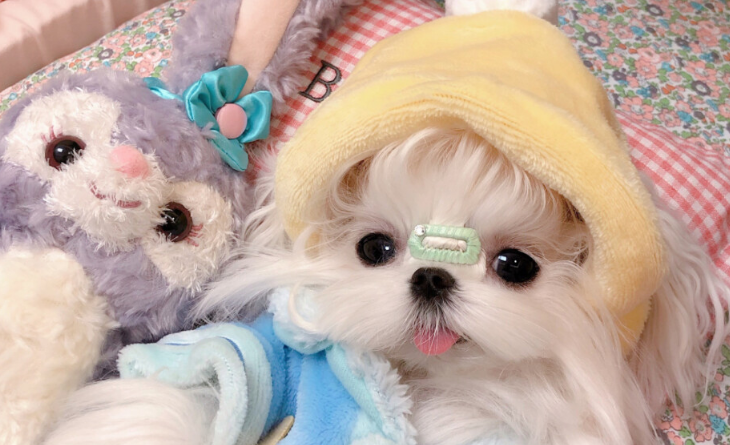 马尔济斯犬泪痕怎么办？试试这三个办法