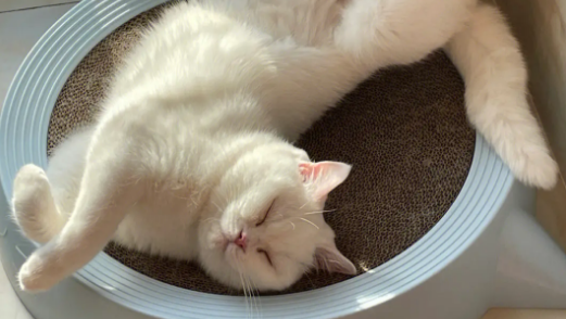 猫咪睡姿为什么销魂