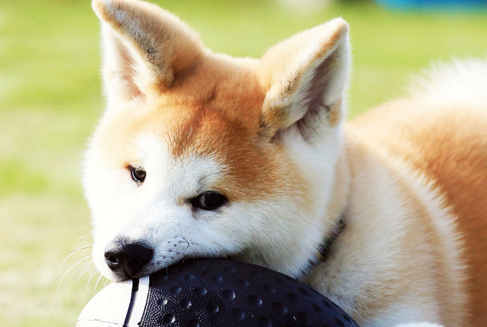 秋田犬可以办狗证吗？想养的来看看吧