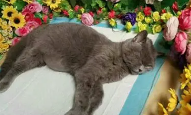 天津宠物殡葬火化价格