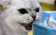 怎么收拾不听话的猫