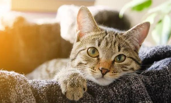 养猫久了会改变人的性格 养猫久了会改变人的性格