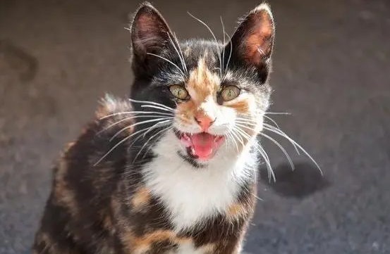 猫咪为什么吼叫不停