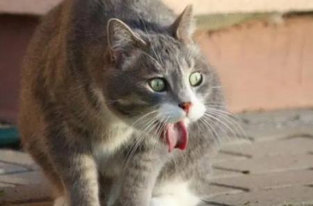 为什么我家猫从来不吐毛球 为什么我家猫从来不吐毛球