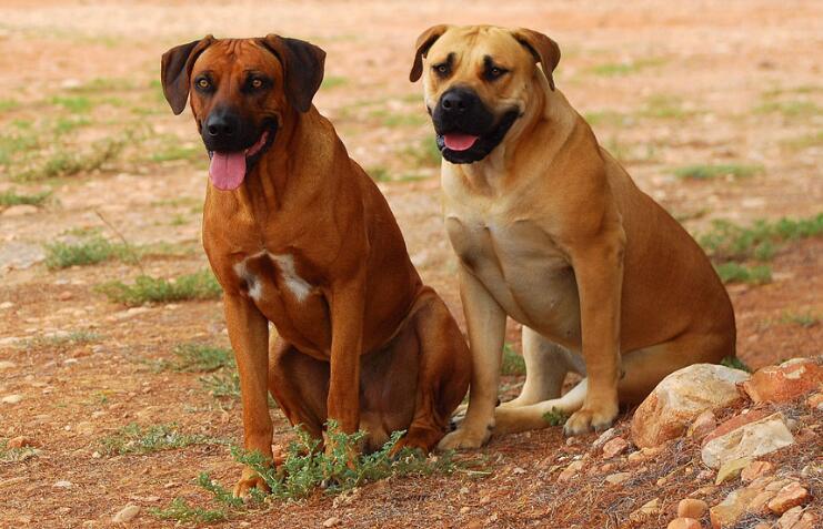 罗得西亚脊背犬拉肚子吃什么？主人来看看