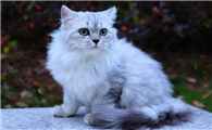 西伯利亚猫怎么养?怎么养才能养好?
