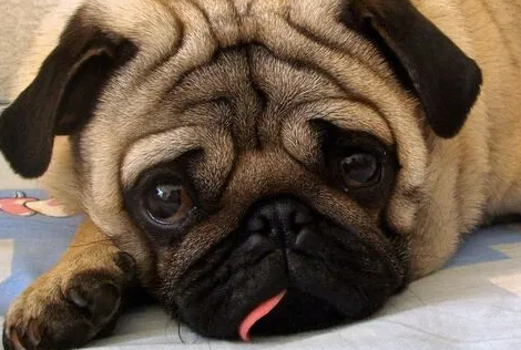 巴哥犬什么时候发情？有必要了解