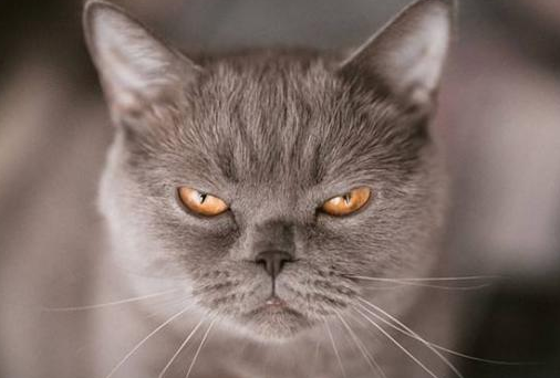 猫咪突然暴躁因为什么引起的
