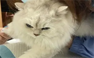 猫传腹还有必要治疗吗