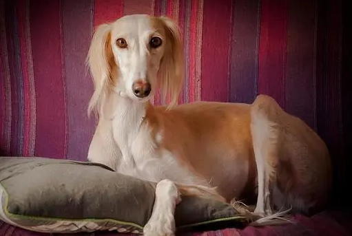 萨路基猎犬握手如何训练？不妨来看看吧