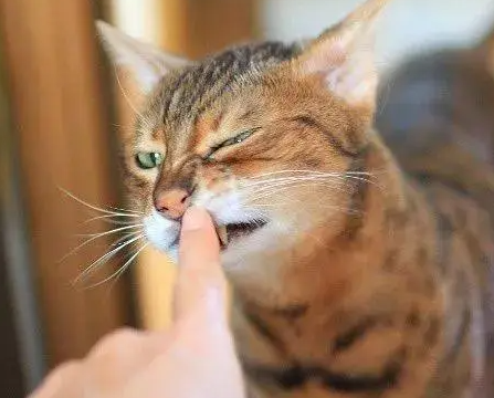 猫咪为啥嘬主人