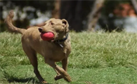 乞沙比克猎犬吐黄水怎么回事?你了解多少呢?