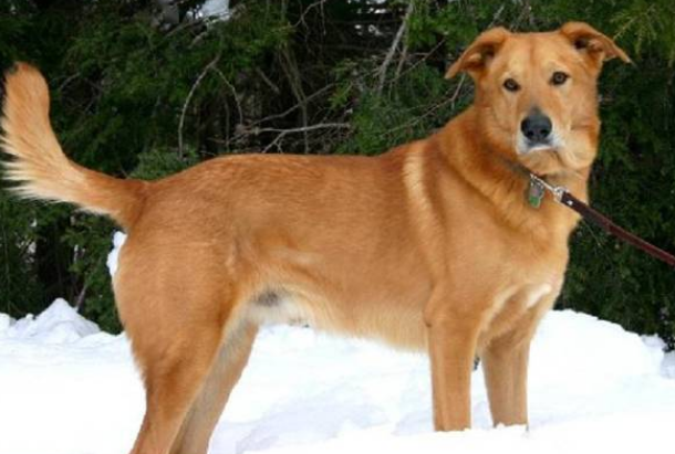 奇努克犬缺钙怎么办？怎么补钙？