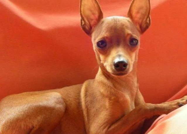 小鹿犬为什么没人养？你有没有了解过？
