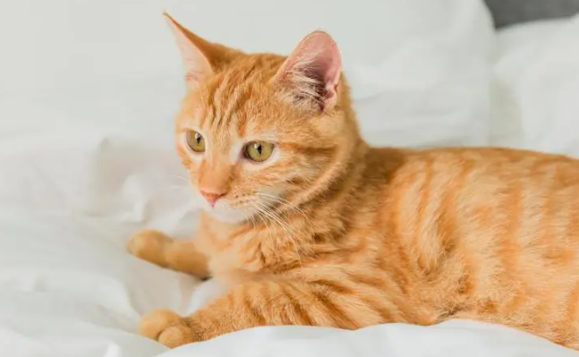 小猫为什么喜欢嘬人