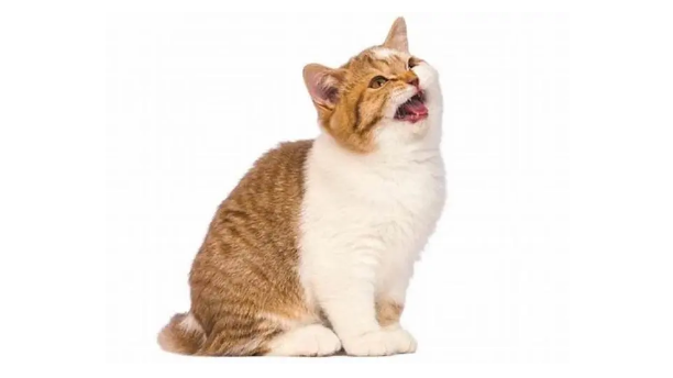 猫叫像小孩哭一样是怎么回事 猫叫像小孩哭一样是怎么回事