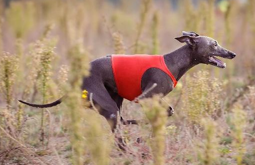 格力犬拉稀怎么办？别慌，缓解方法这里有