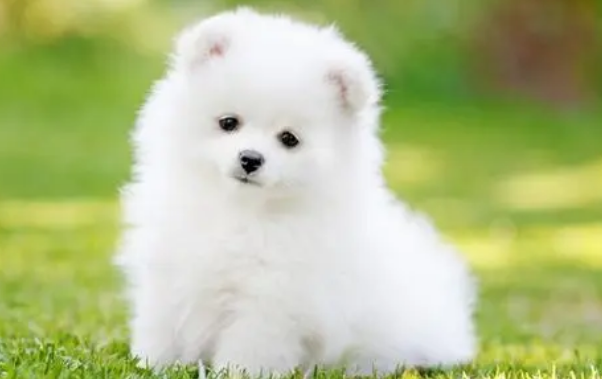 茶杯犬掉毛严重吗？为什么会掉毛？