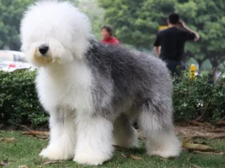 古牧犬怎么养？饲主来看看吧
